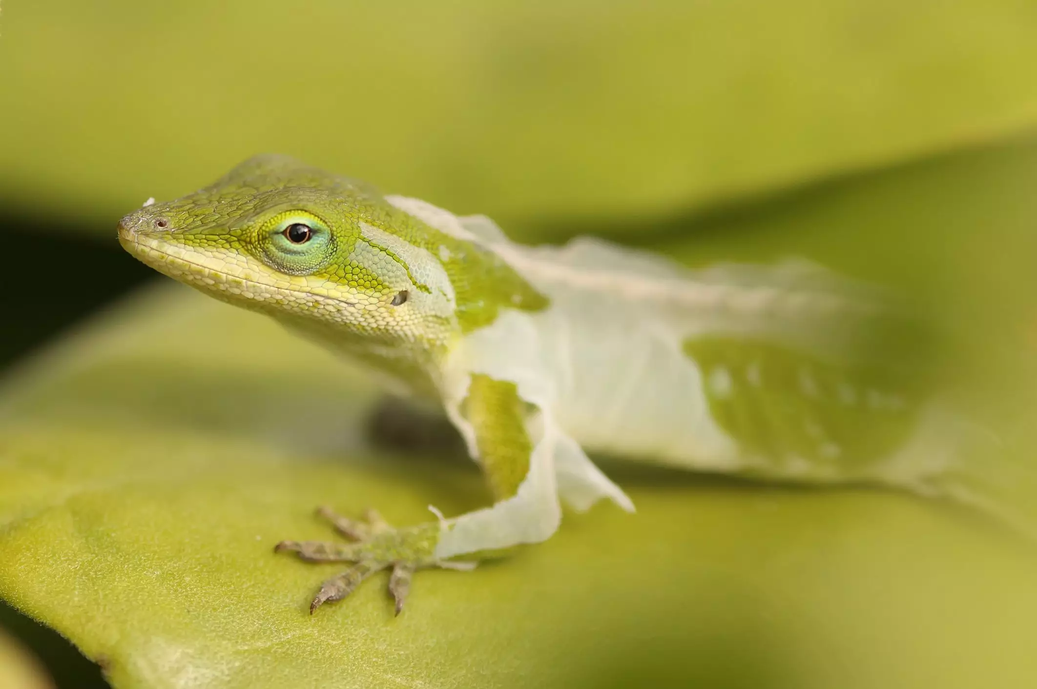 Understanding Shedding Issues in Reptiles: Causes and Solutions