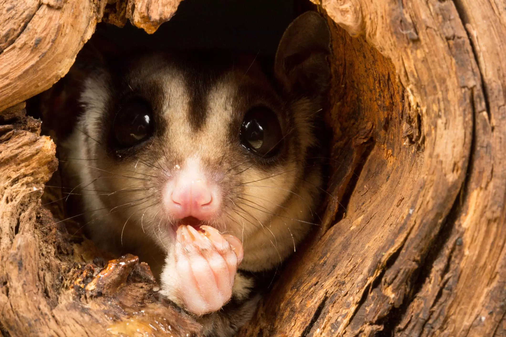 Understanding Self-Mutilation in Sugar Gliders: Causes and Solutions