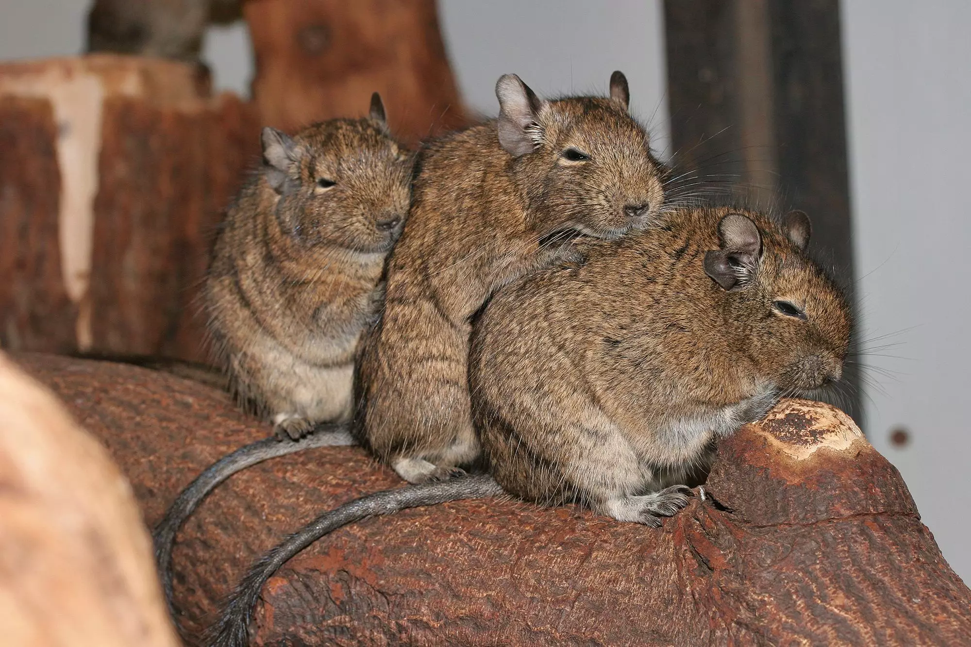 Understanding and Caring for Degu Tail Injuries