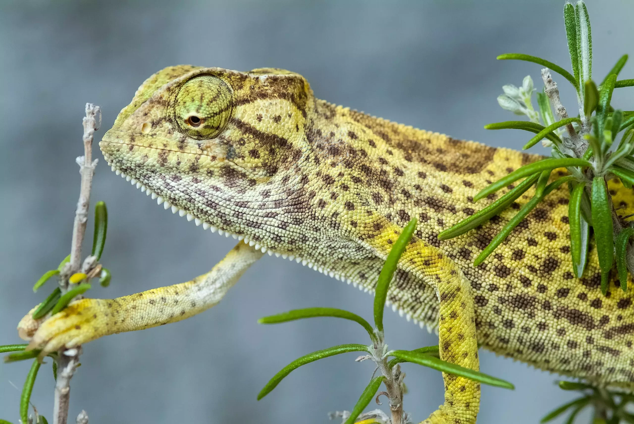 The Senegal Chameleon: A Captivating Yet Delicate Companion