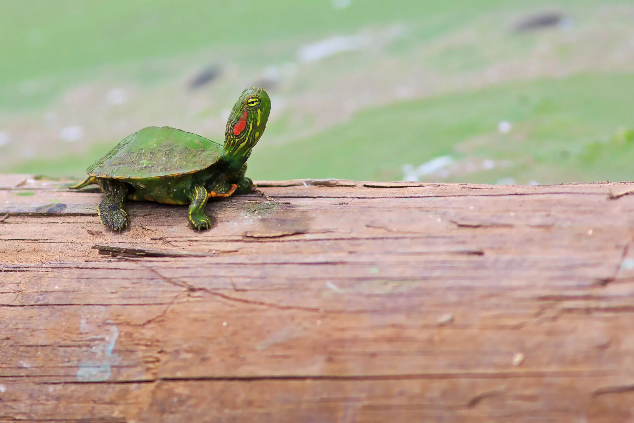 The Care and Considerations of Owning Red-Eared Slider Turtles