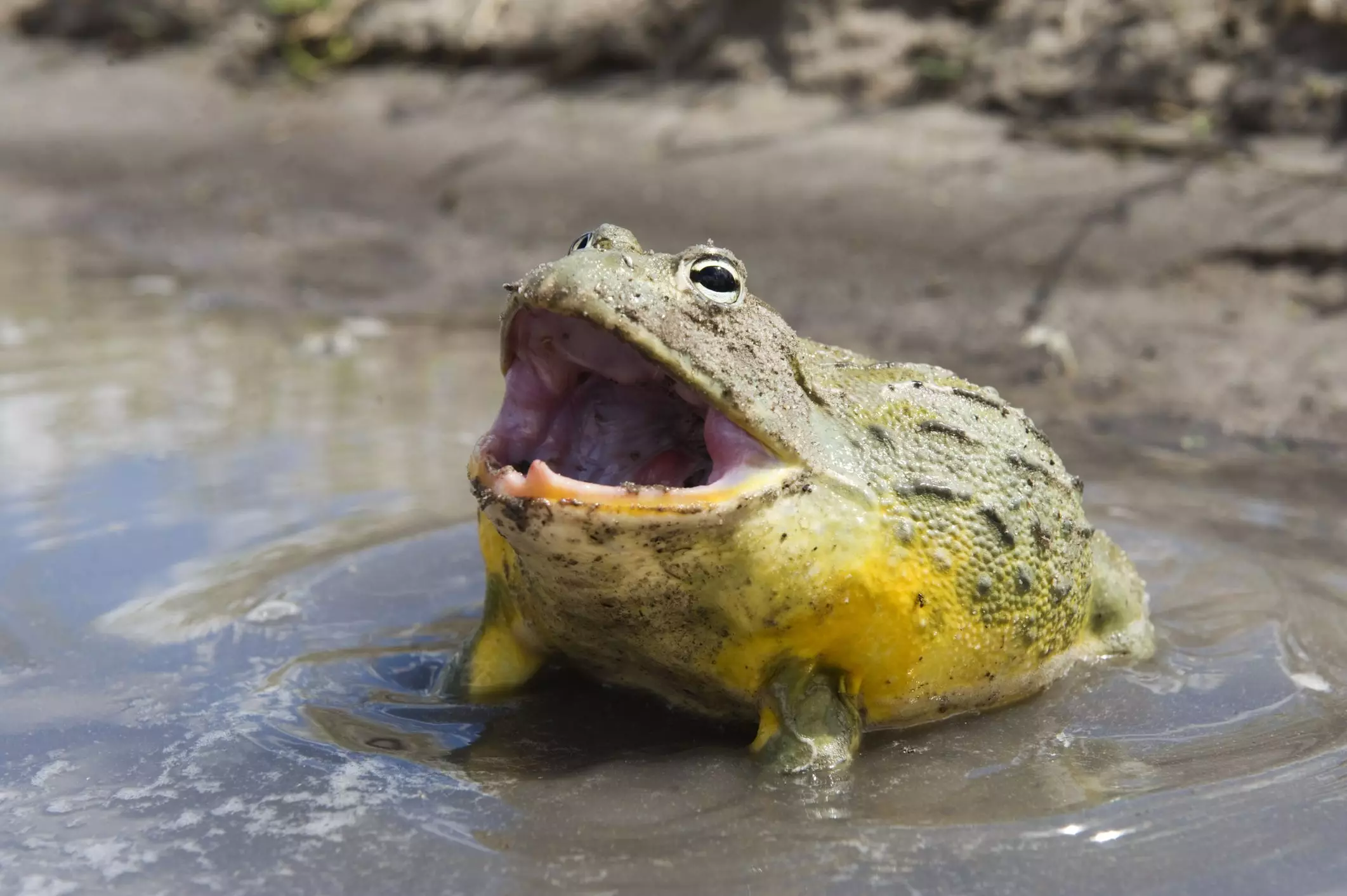 The Intriguing World of African Bullfrogs: Care and Characteristics