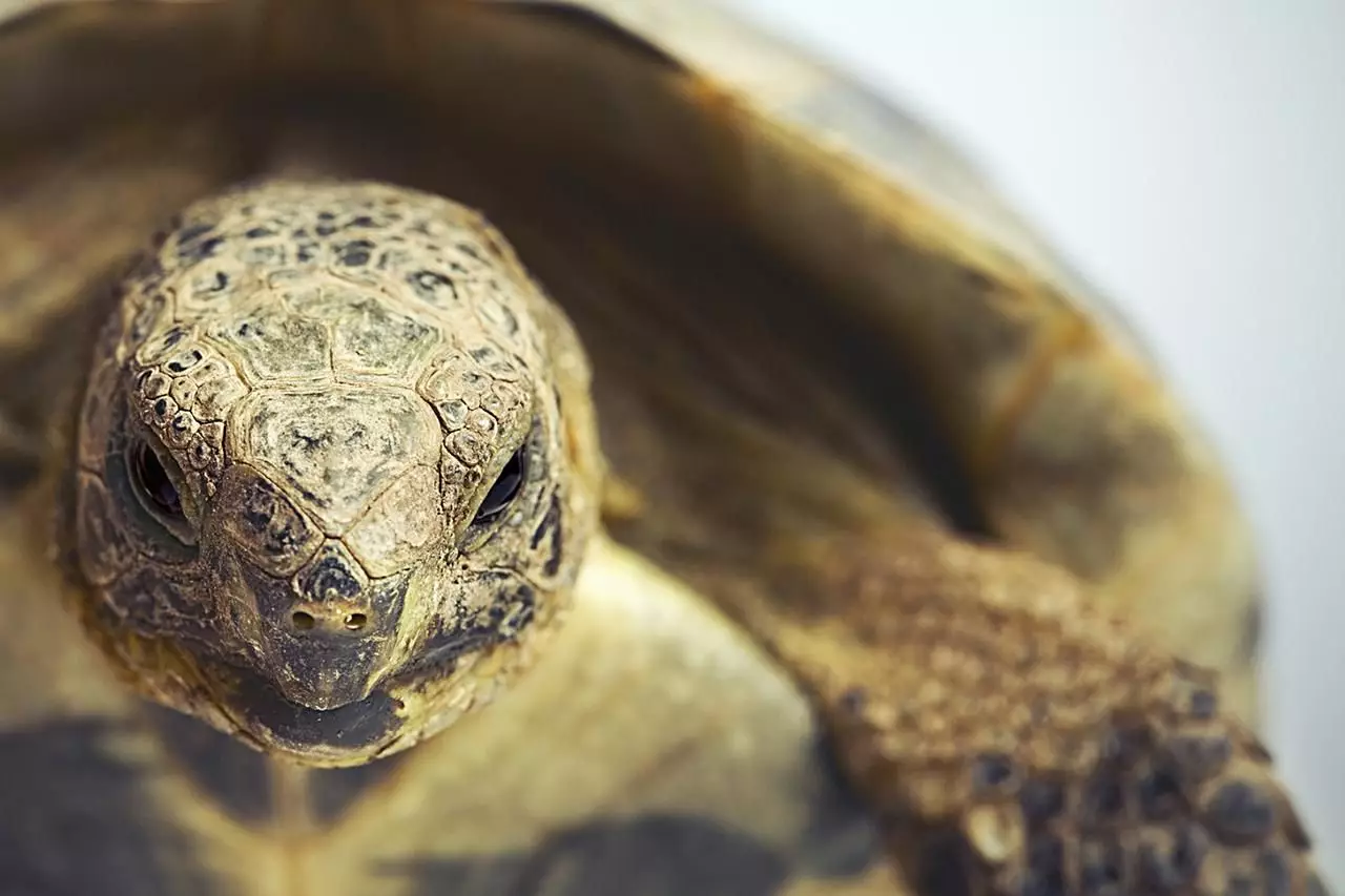 The Care and Commitment of Owning a Greek Tortoise