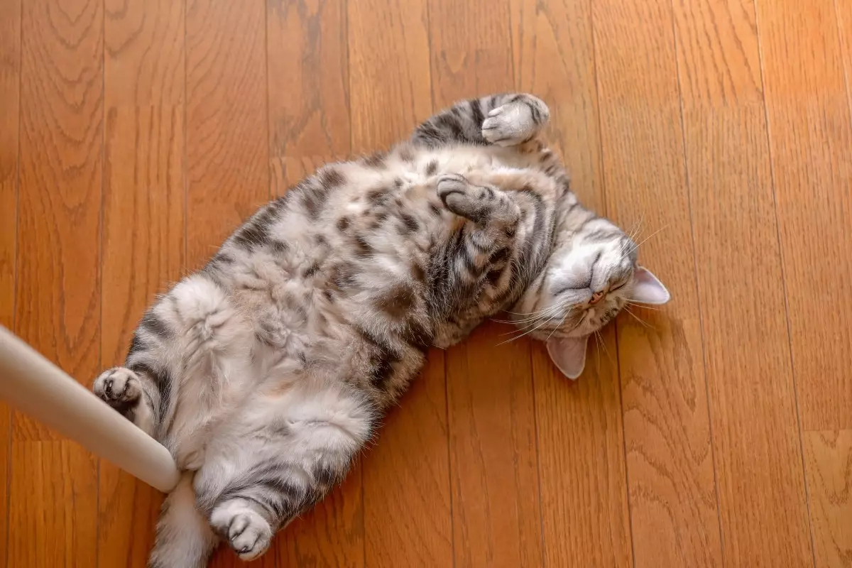 Unwinding with the Perfect Feline Companion: The Most Relaxed Cat Breeds for Lazy Days