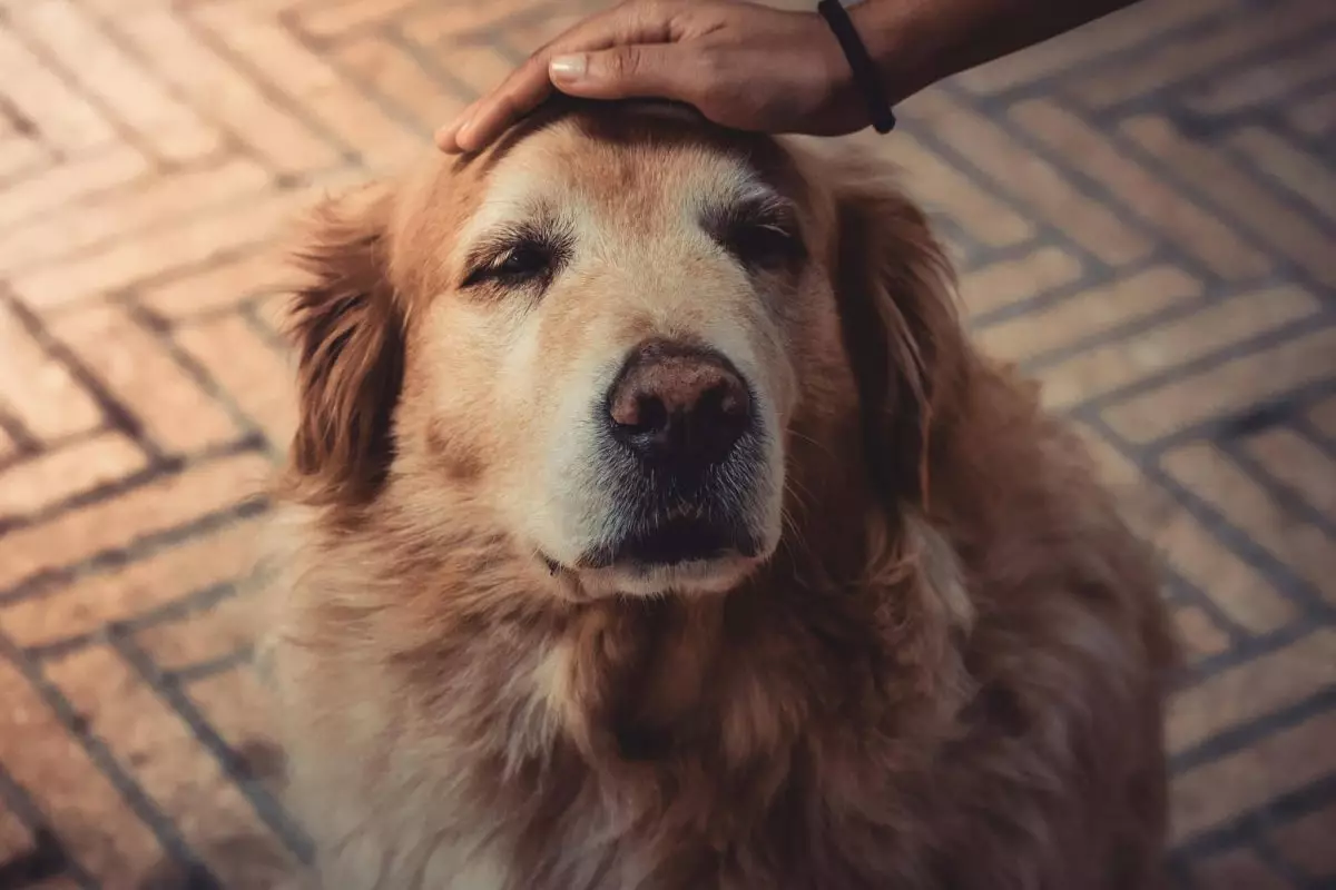 The Hidden Treasures of Adopting Senior Dogs