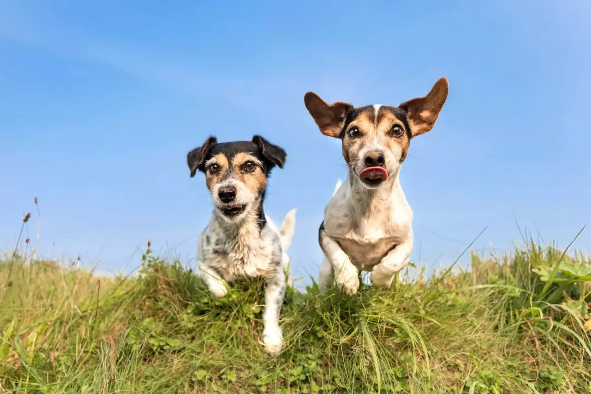 The Joyful Companionship of Dogs: Transforming Lives with Love