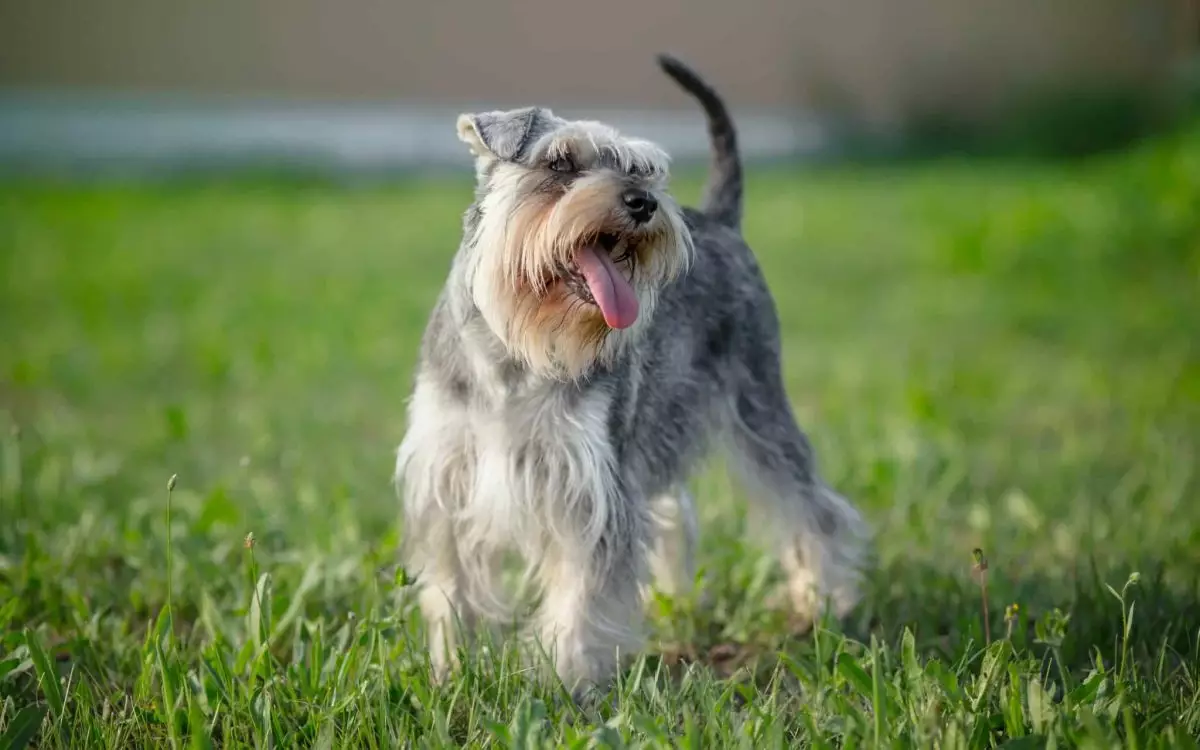 The Most Vocal Dog Breeds: A Melody of Personality and Communication