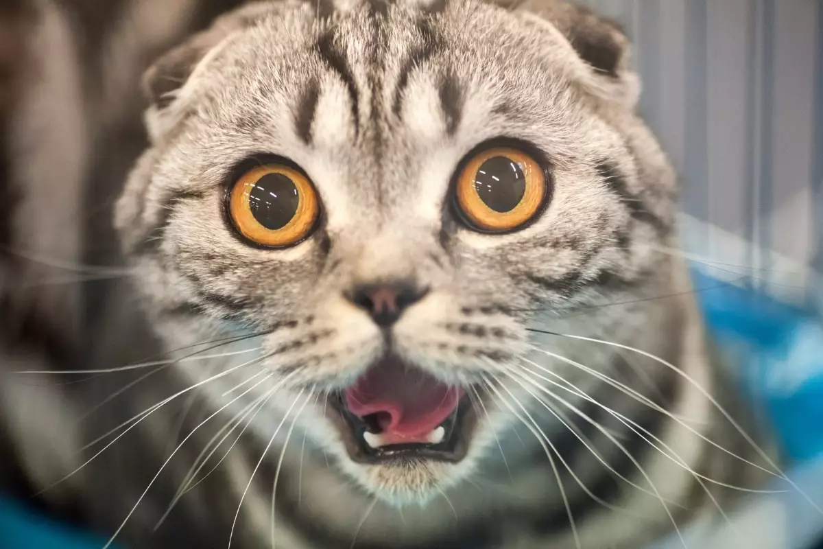 Unraveling the Comedic Nature of Cats: A Closer Look at Feline Humor