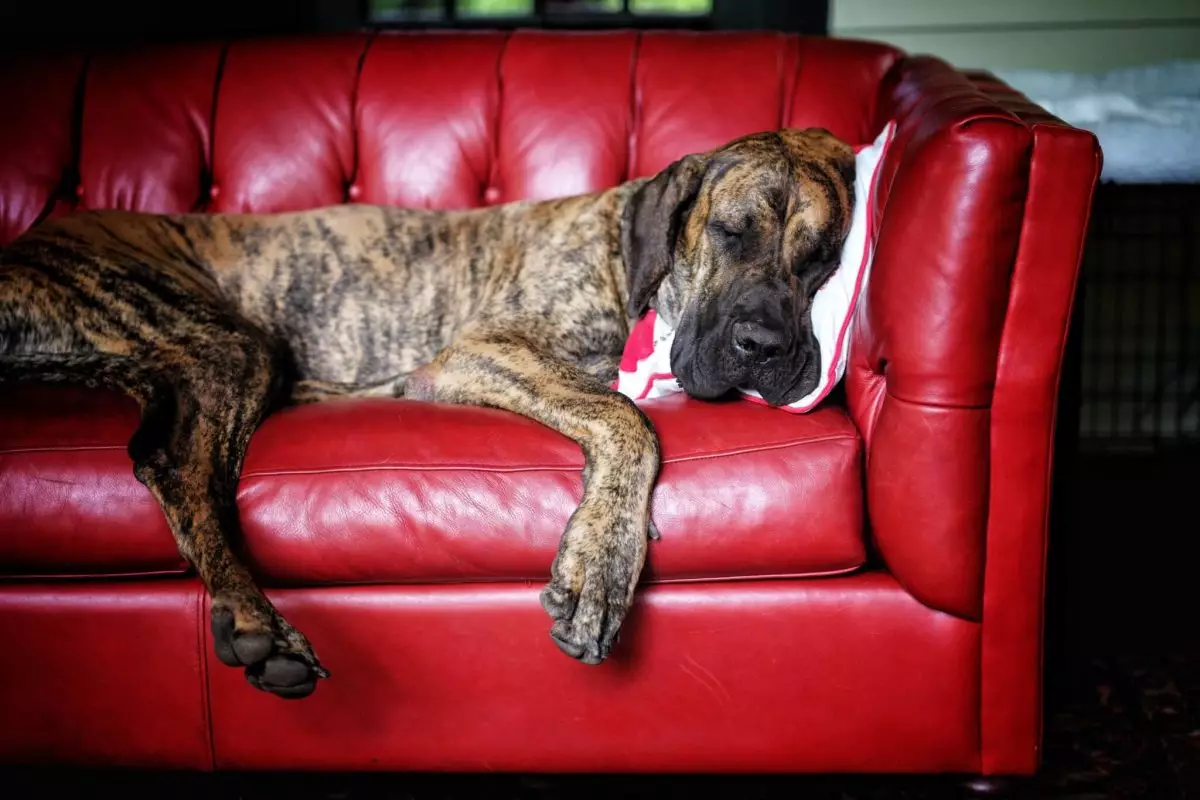 The Unexpected Cuddle Companions: Large Dog Breeds That Love to Snuggle