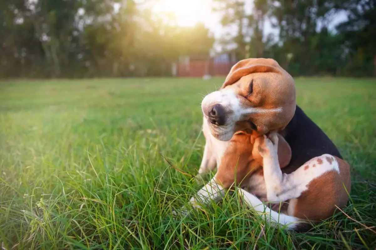 The Growing Concern of Canine Allergies: Understanding and Addressing the Issue