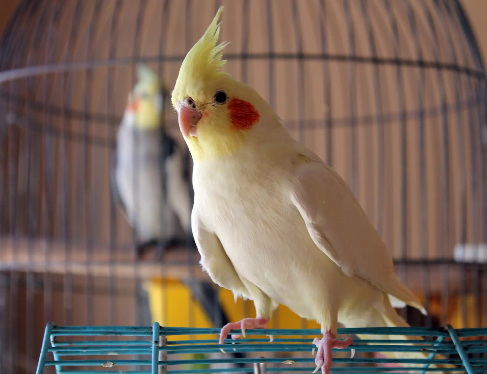 Pawsome Parrots: Unleashing the Joy of Bird Companionship