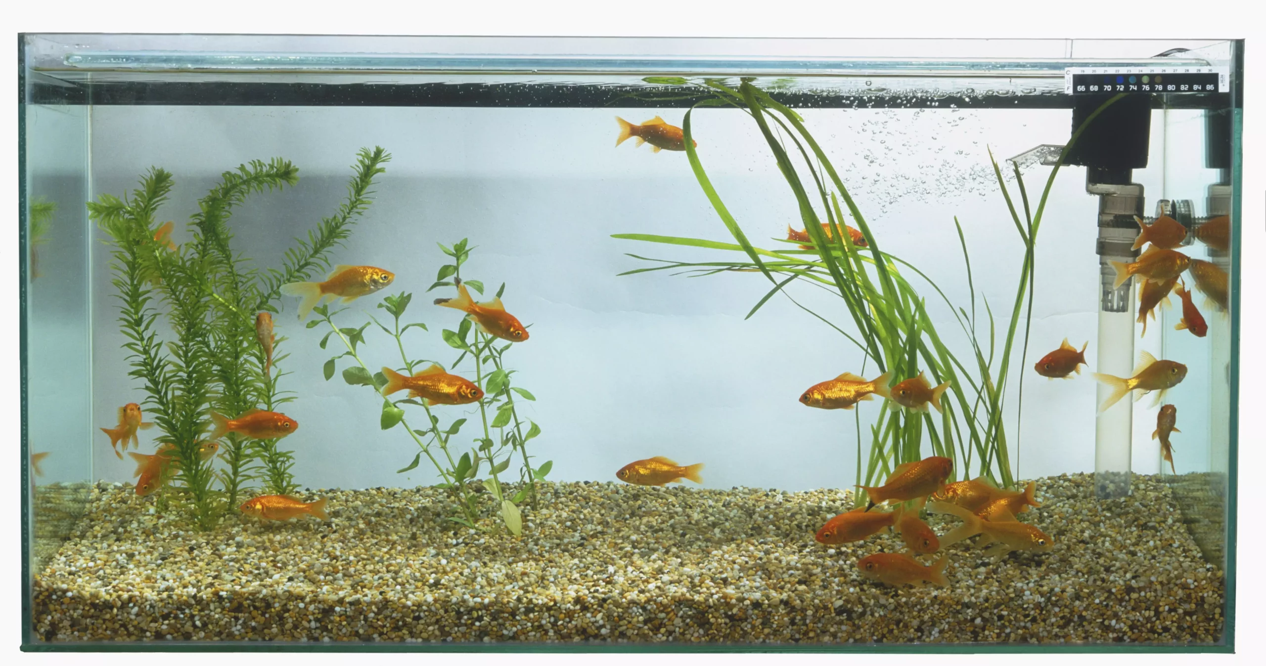 The Art and Science of Aquarium Filtration: An In-Depth Guide