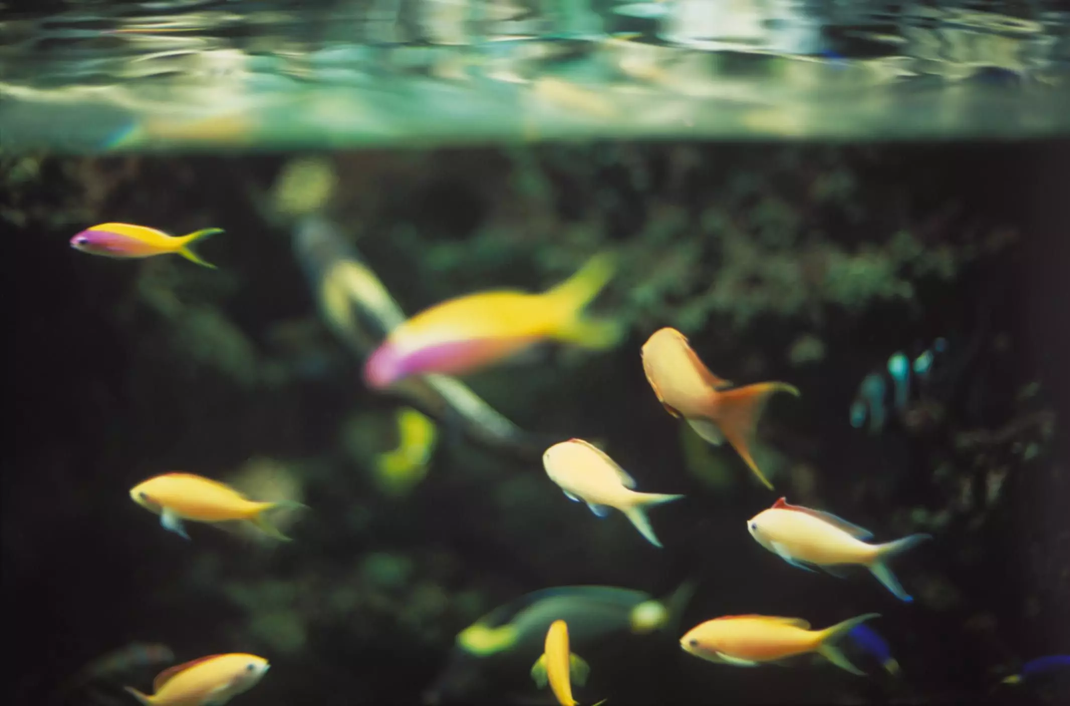 Nourishing Your Underwater World: The Secrets to Successful Fish Feeding and Care