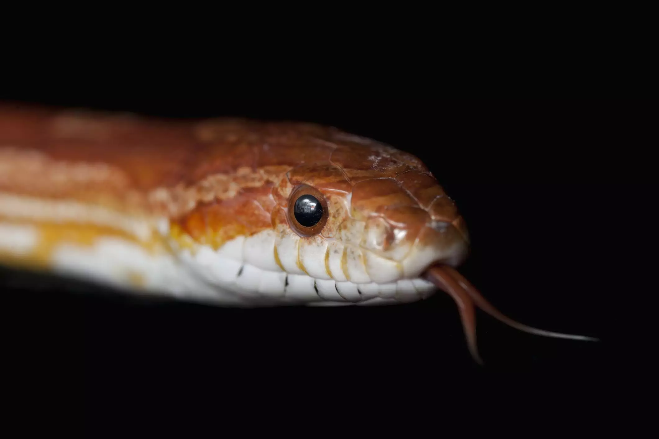 Understanding the Commitment of Pet Snakes: A Comprehensive Guide for Beginners