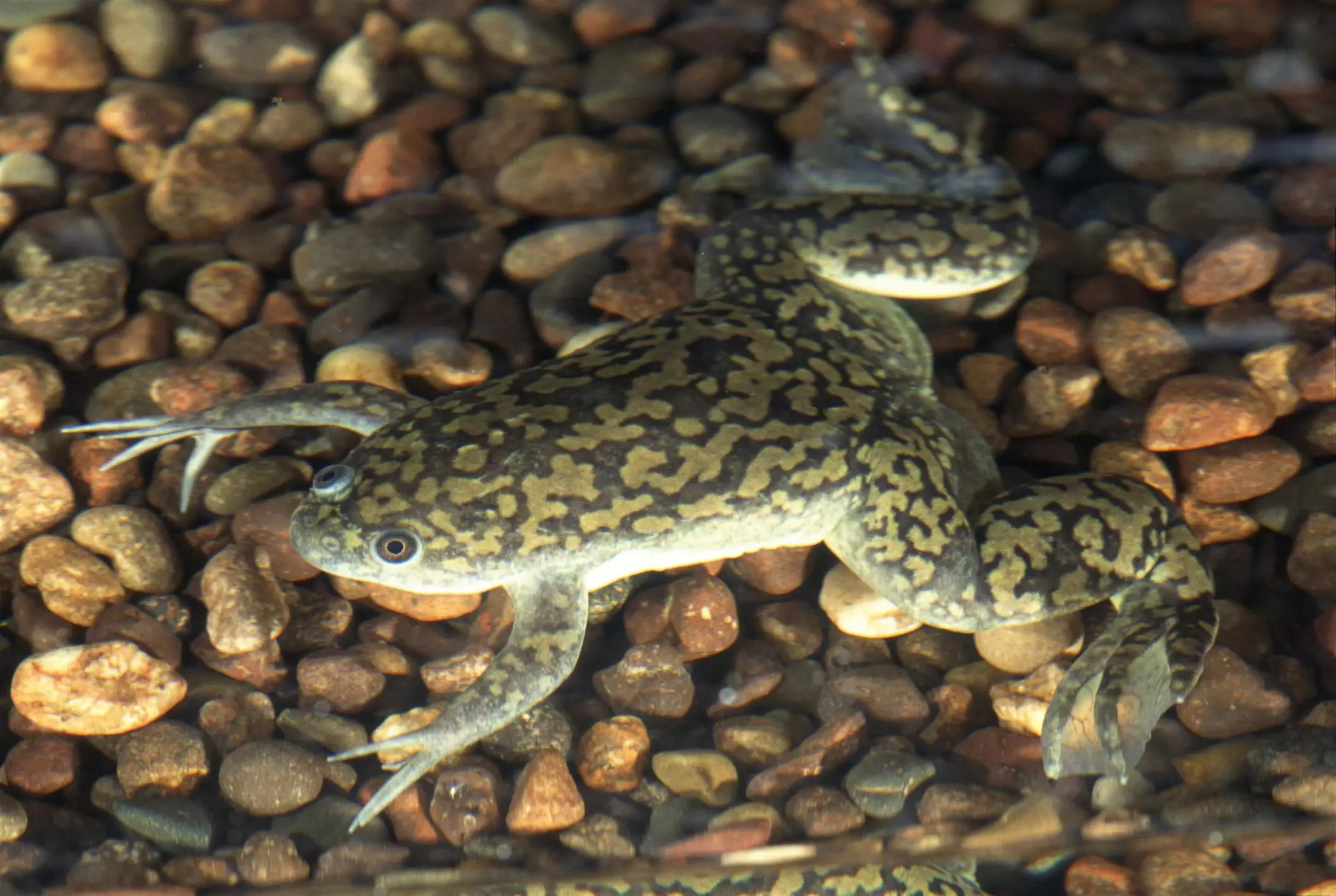 Remarkable African Clawed Frogs: Captivating Companions with Unique Needs