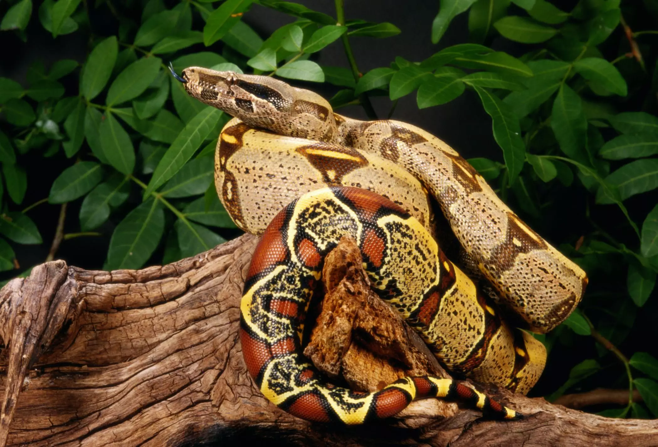 Unleashing the Beauty and Responsibility of Owning a Red Tail Boa