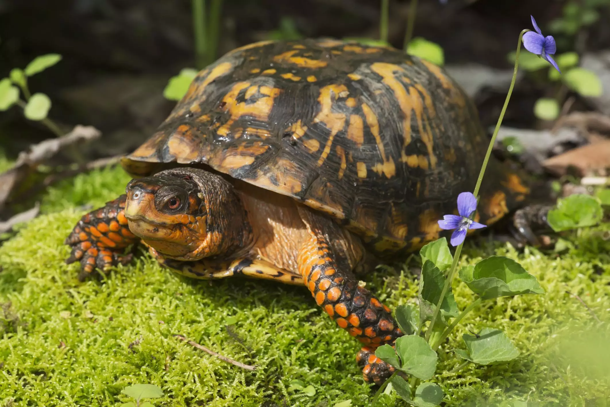 Nourishing Your New Box Turtle: A Comprehensive Diet Guide