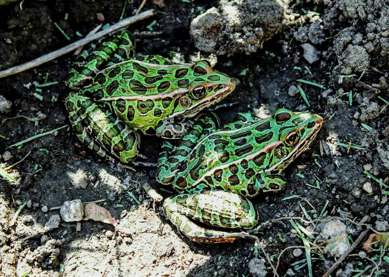 Enchanting Leopard Frogs: The Perfect Companion for New Owners