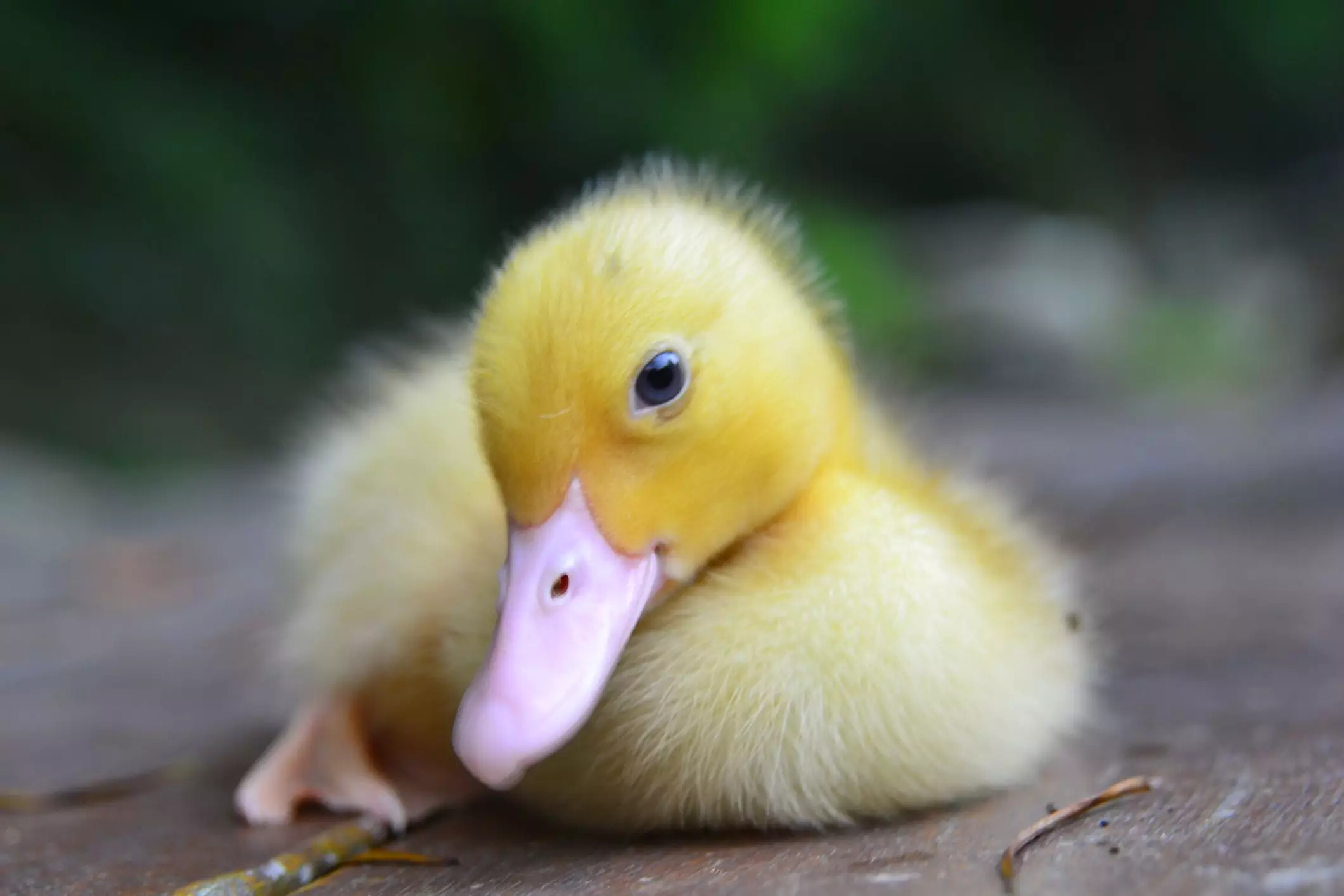 A Quacking Good Time: Unleashing the Perfect Name for Your Duck