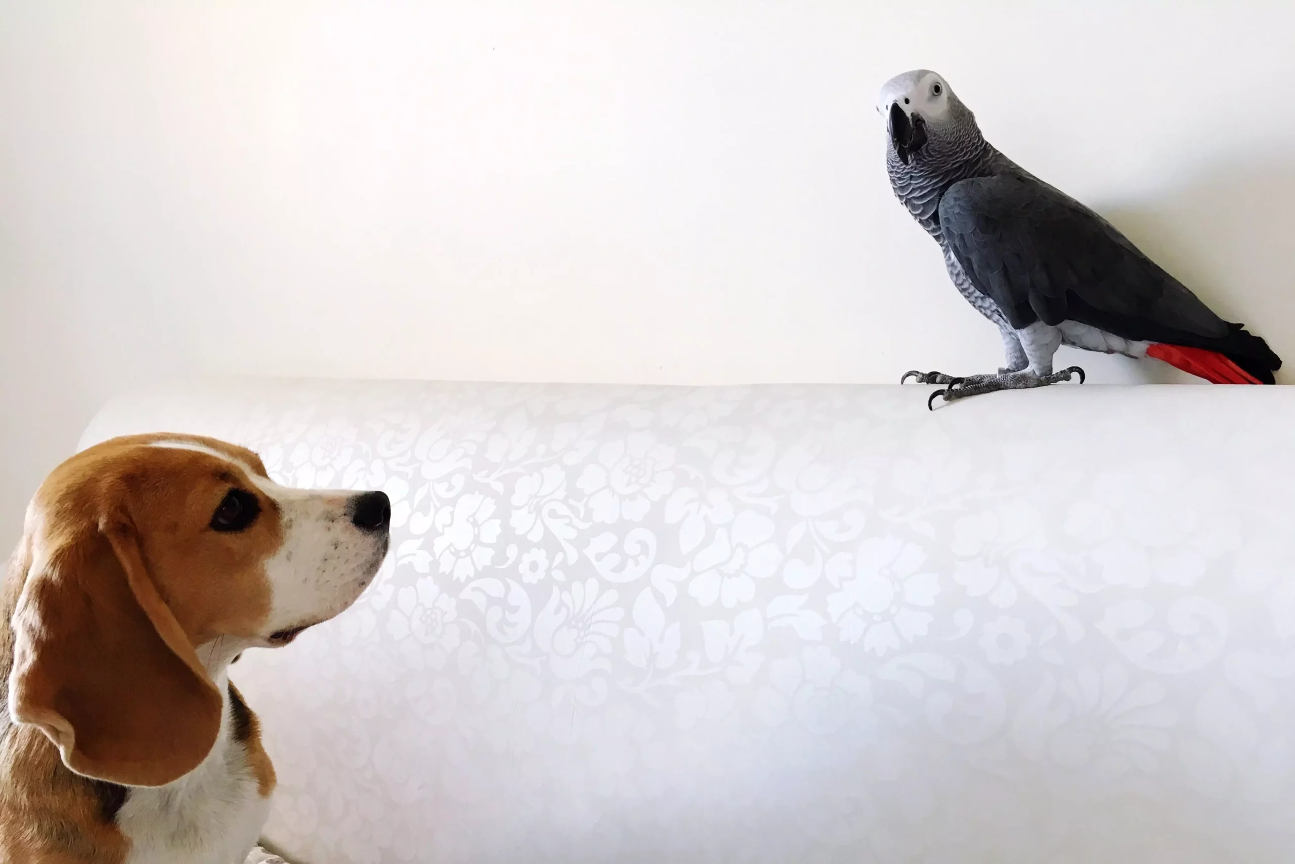 Creating Harmony: Mastering the Art of Introducing Dogs and Birds