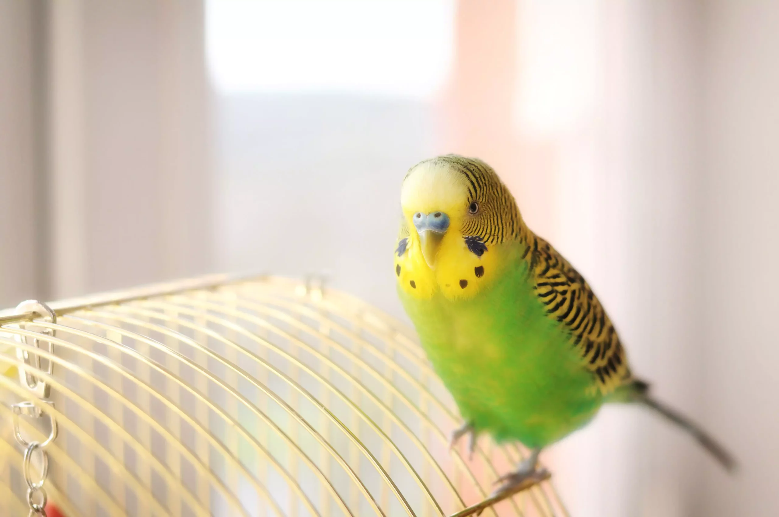 Understanding Avian Lifespans: Key Factors and Considerations for Bird Care