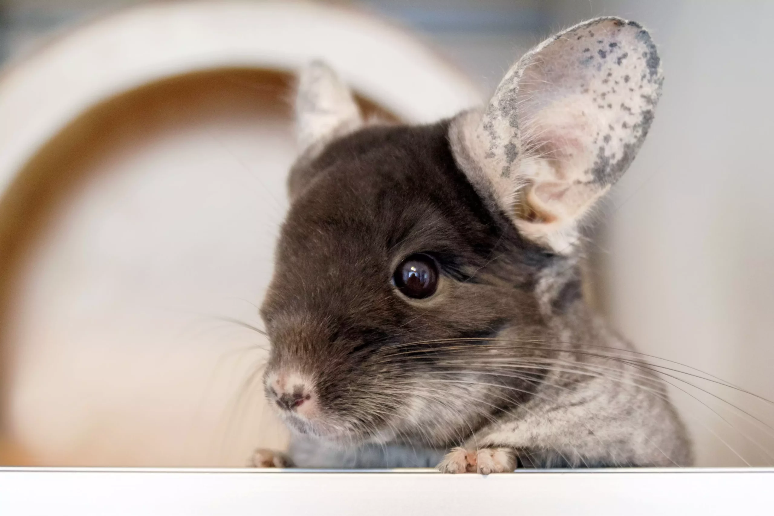 The Essential Guide to Chinchilla Eye Health: Understanding and Managing Potential Issues