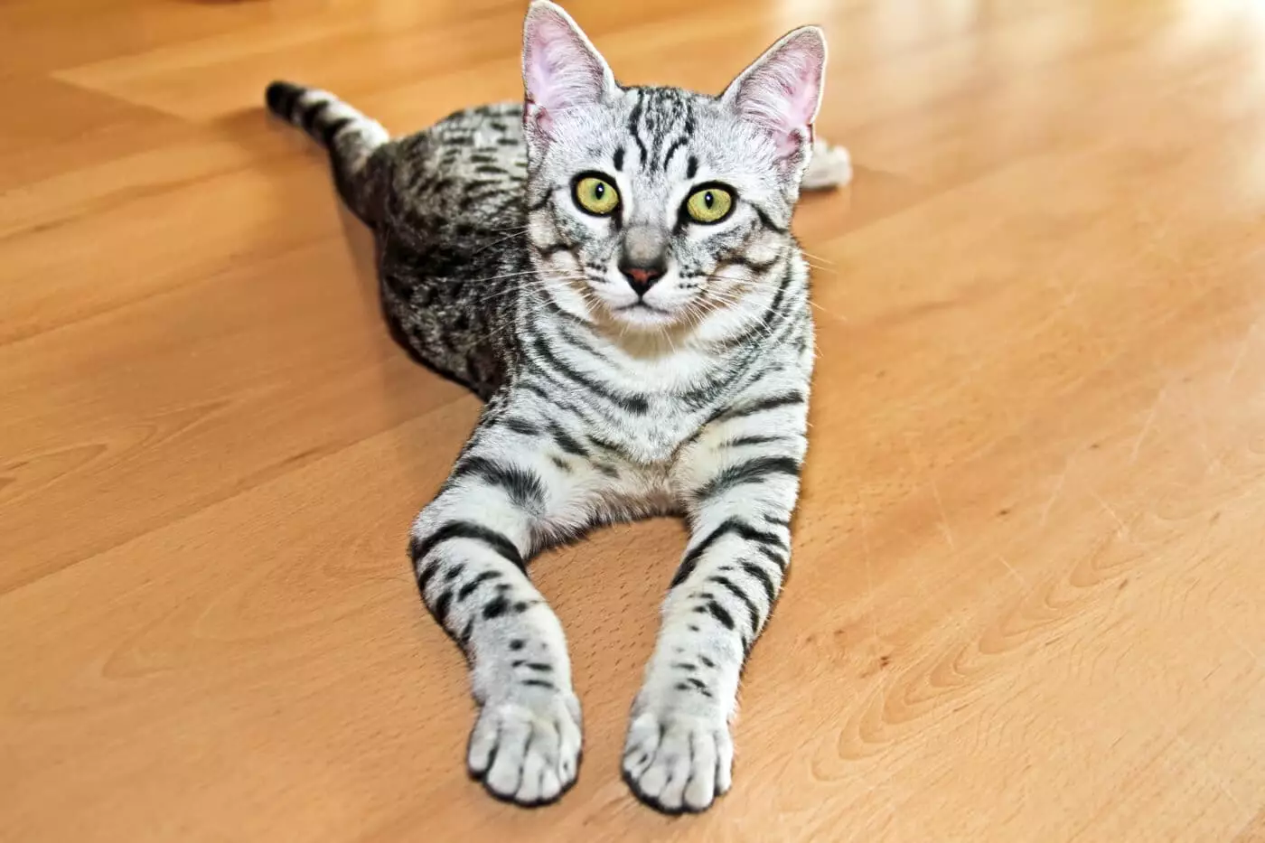 Unleashing the Sleuth in Your Feline: The Whimsical Ways Cats Become Secret Agents