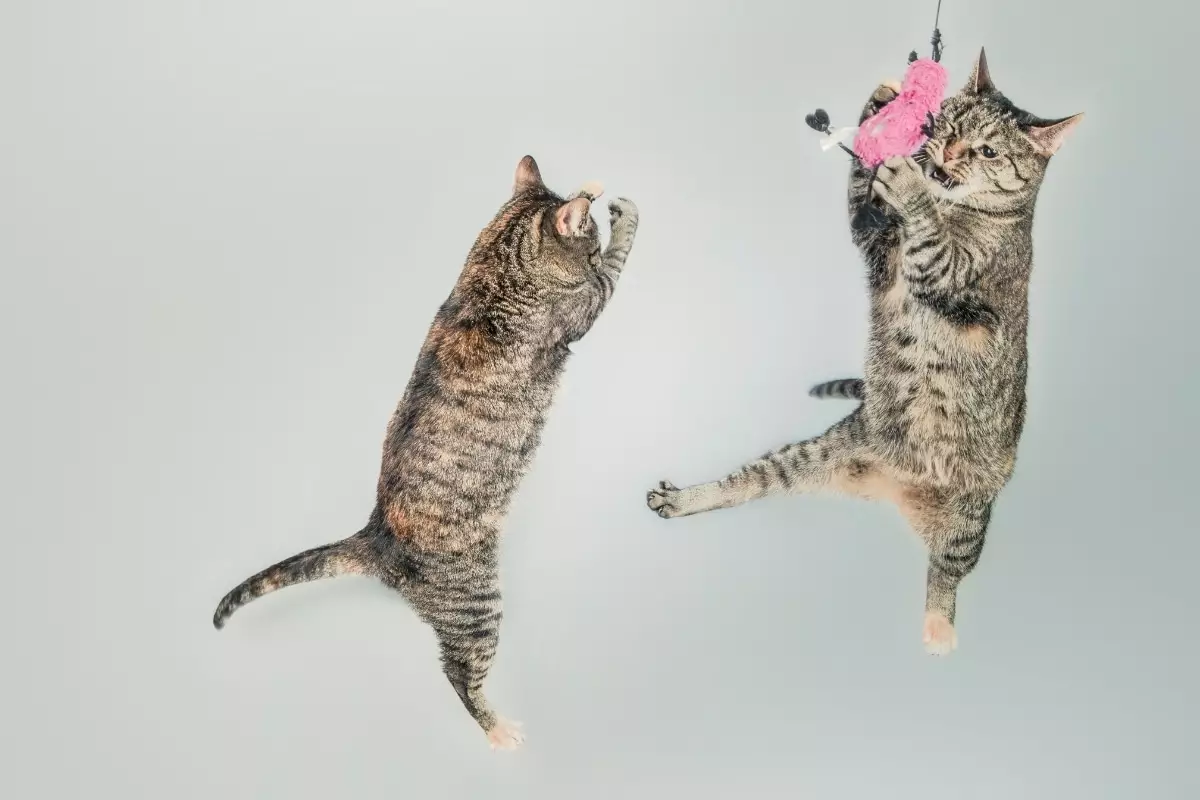 The Playful World of Cats: Understanding Their Unique Signs of Engagement