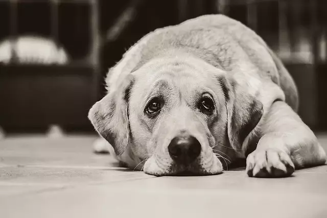 Understanding Canine Depression: A Guide for Concerned Pet Owners