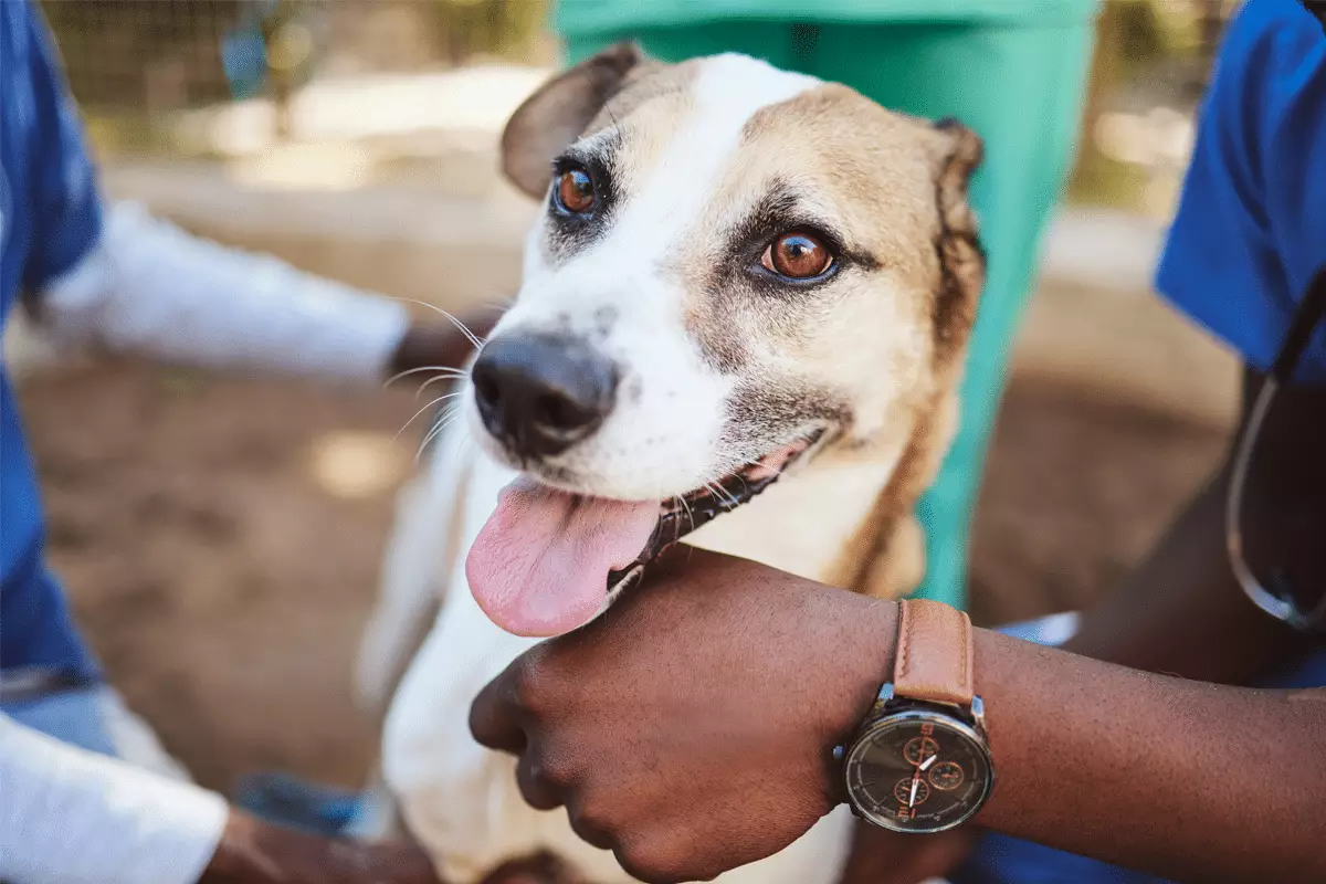 Unbreakable Bonds: The Transformative Power of Dogs in Our Lives