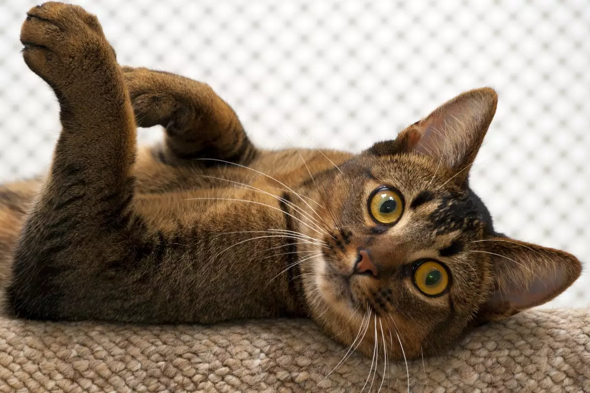 The Art of Leisure: How Cats Redefine Relaxation