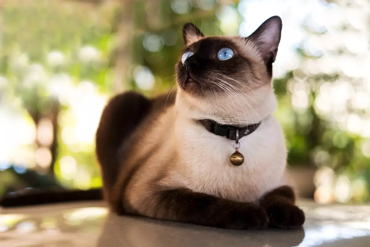 The Enigmatic Gaze: Understanding Your Cat’s Soul-Stare
