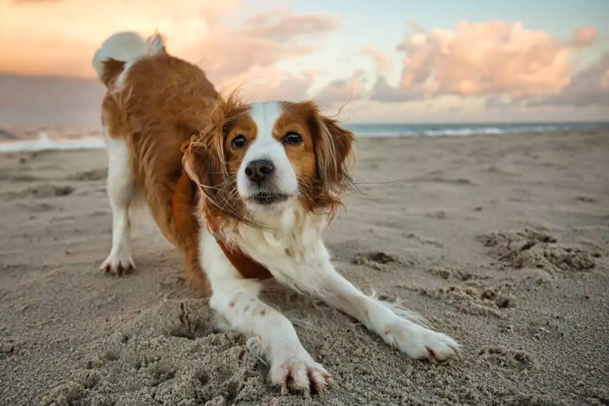 Unleashing the Beauty of Quiet Canine Companionship