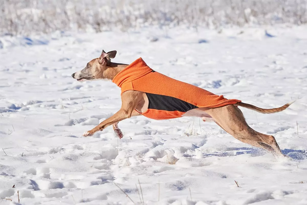 The Majestic Athletes: Agile Dog Breeds That Redefine Speed and Grace