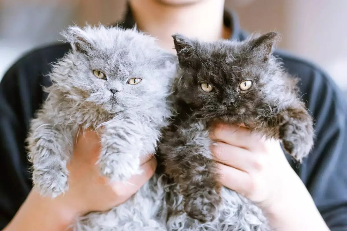 The Ultimate Guide to Unwind: Finding Your Perfect Relaxed Cat Companion