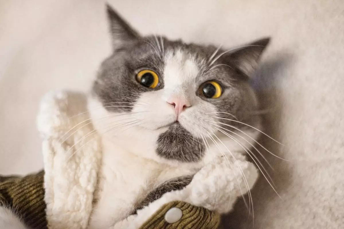 The Enigmatic Rule of Cats: Embracing Feline Sovereignty
