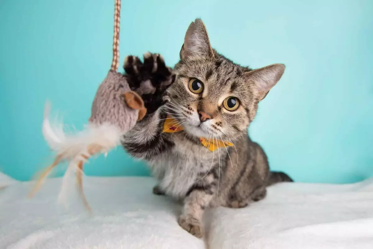 Electric Nights: The Perfect Cats for Nocturnal Souls