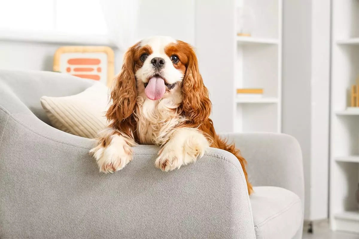 Chill Canines: The Calm Breeds That Bring Peace to Your Home