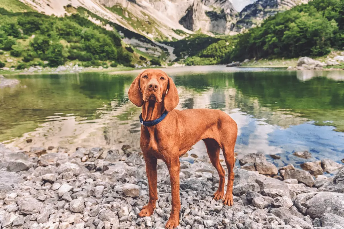 Unleash the Adventure: Explore the World with These Energetic Dog Breeds