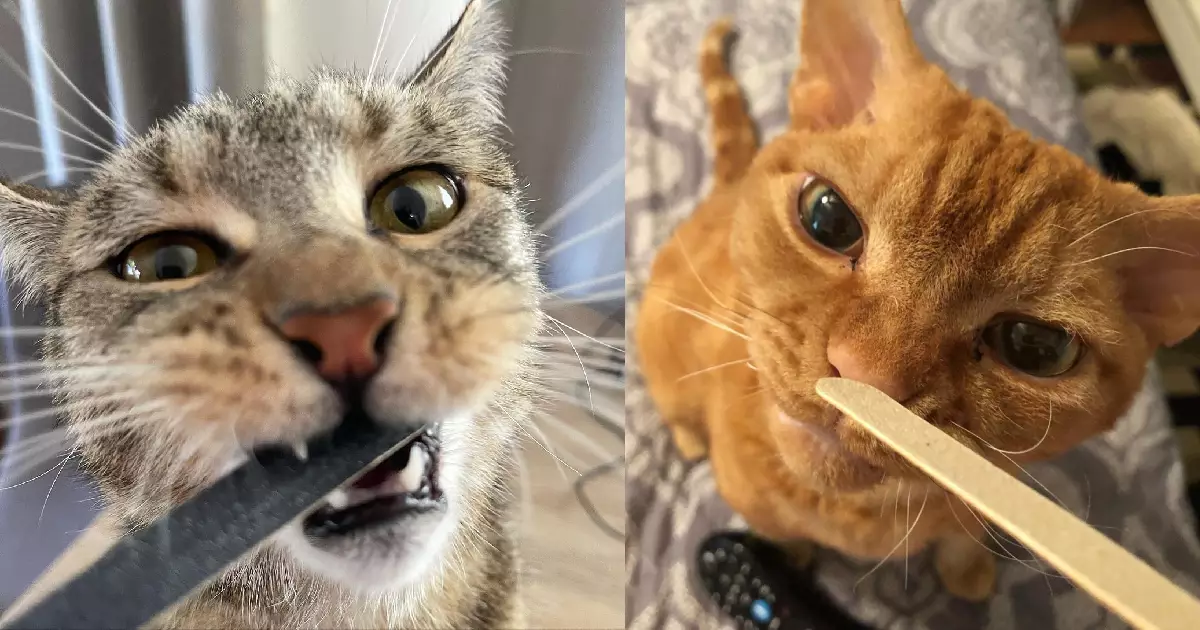 The Whimsical Fascination of Cats with Nail Files