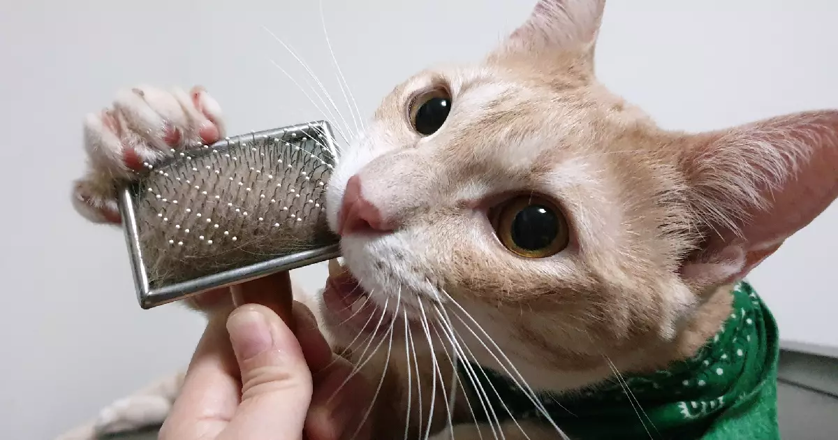 Understanding the Quirky Eating Habits of Cats: A Playful Yet Serious Guide
