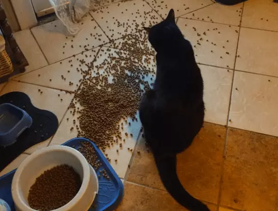 The Joyful Challenge of Managing Your Cat’s Eating Habits