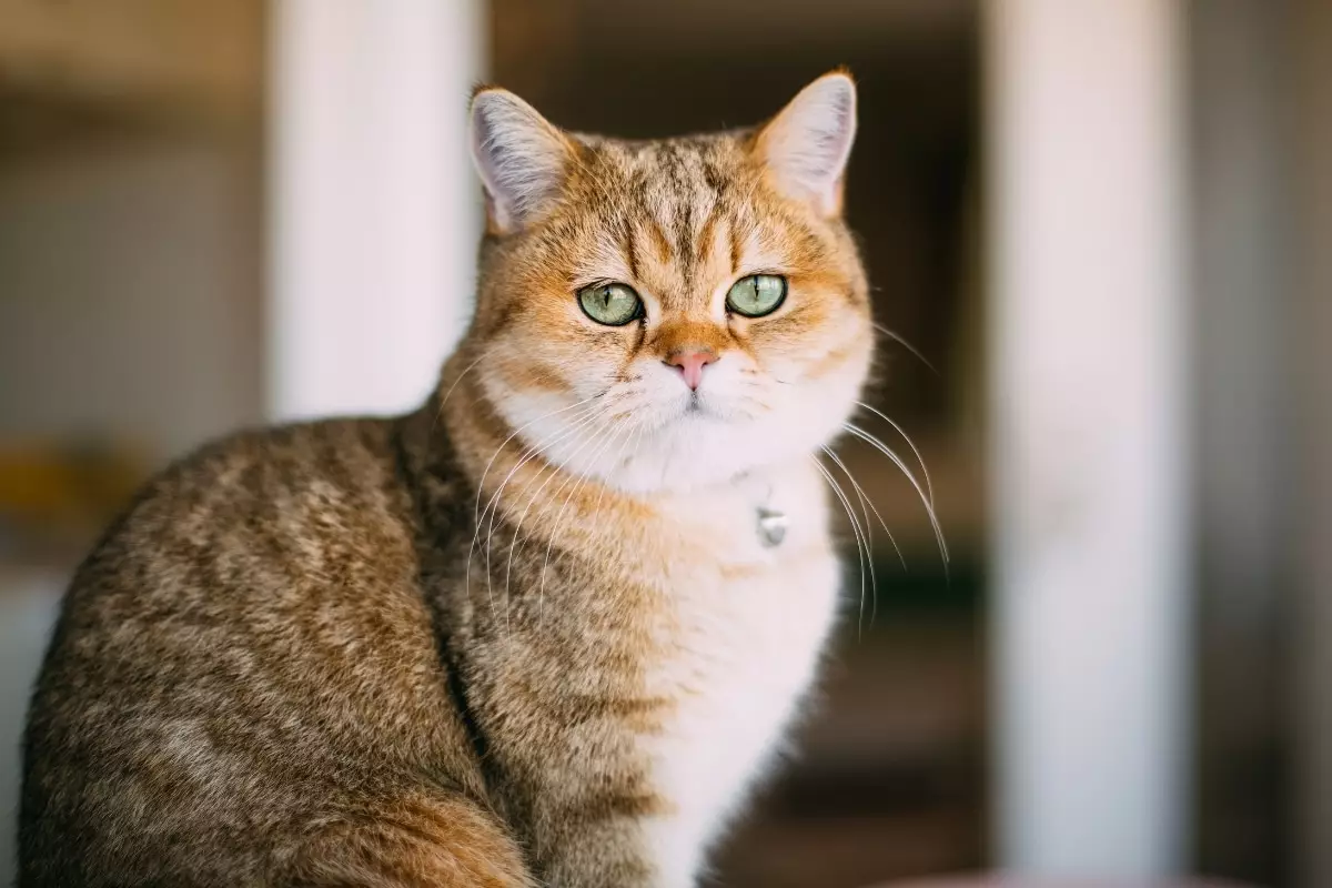 The Purrplexing Art of Feline Disdain