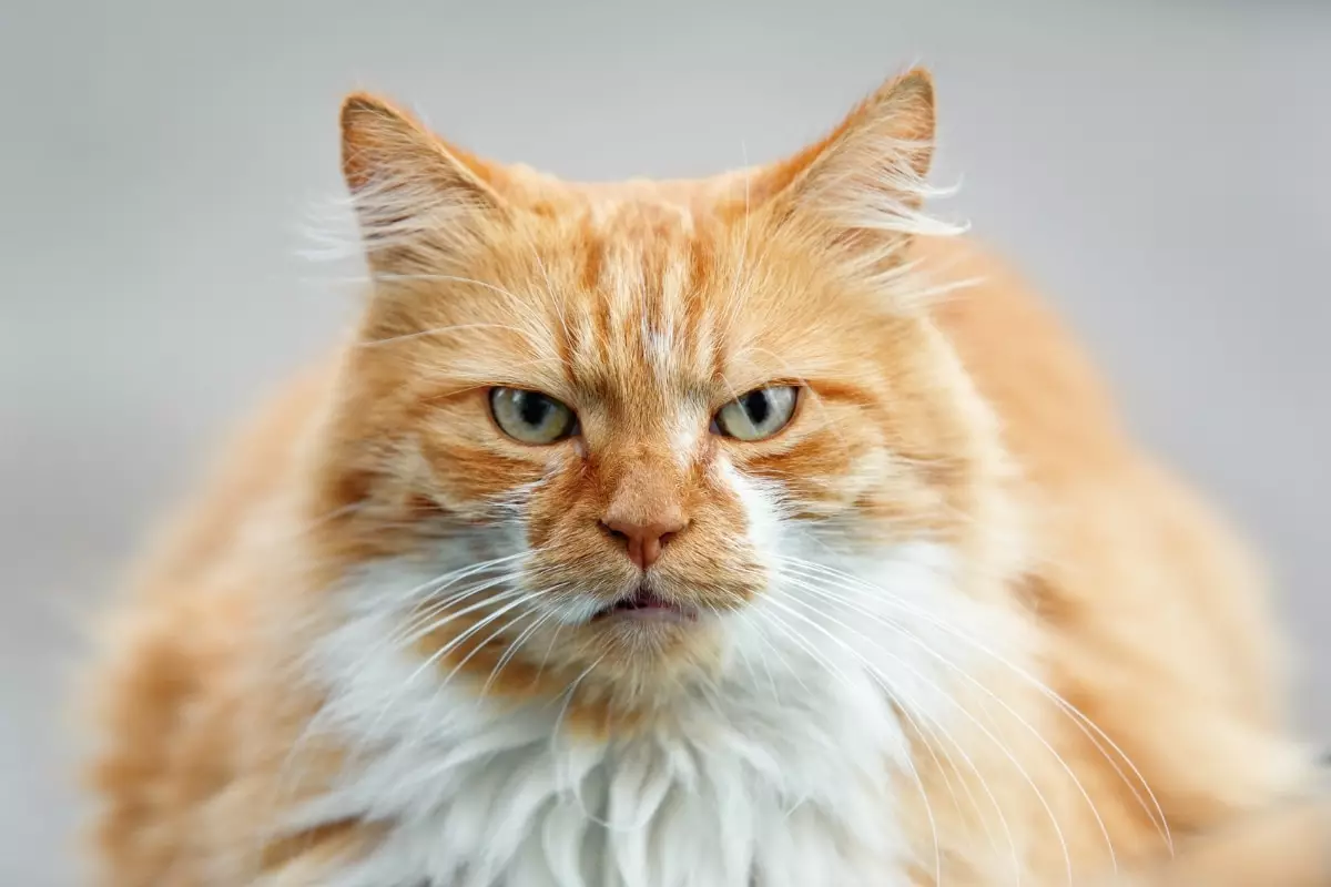 The Feline Conspiracy: Decoding Your Cat’s Mysterious Behavior