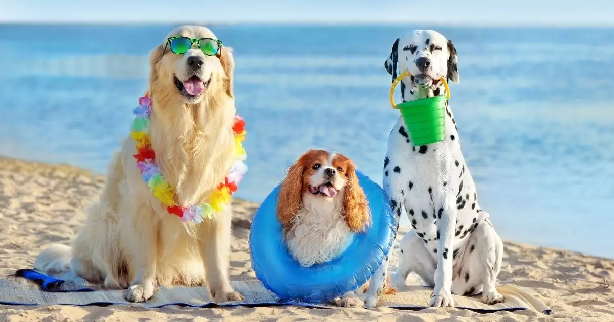 Ultimate Guide to Keeping Your Dog Cool and Happy This Summer