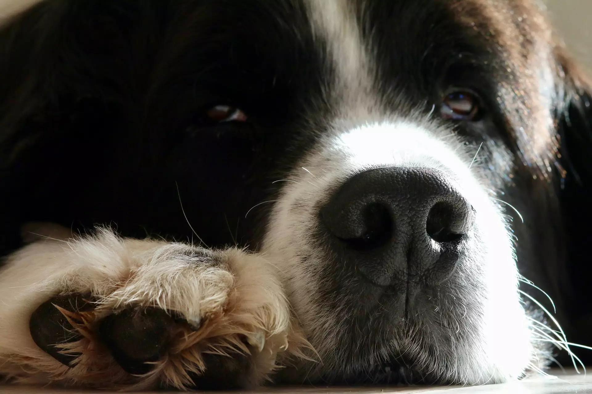 Effortless Nail Care: The Positive Approach to Dog Grooming