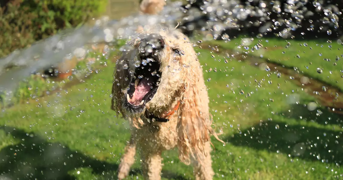 Unleash Your Summer: Adventures and Precautions for You and Your Dog