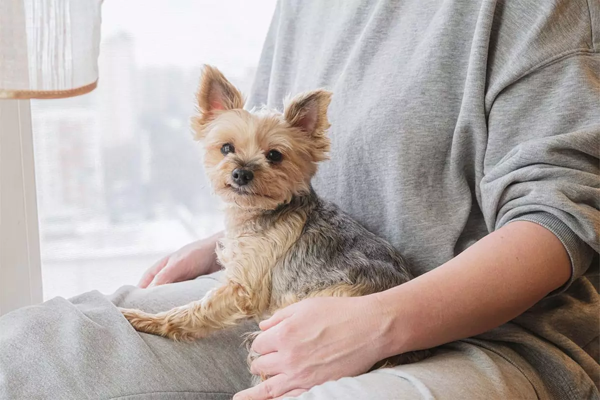 Adorable Companions: The Heartwarming Realm of Cuddle-Ready Dogs