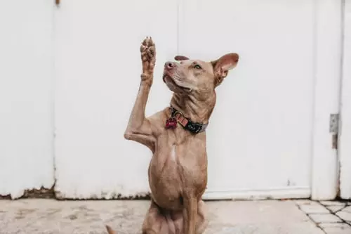 The Hidden Struggles of Paw Pad Hyperkeratosis: Understanding and Managing Your Dog’s Condition