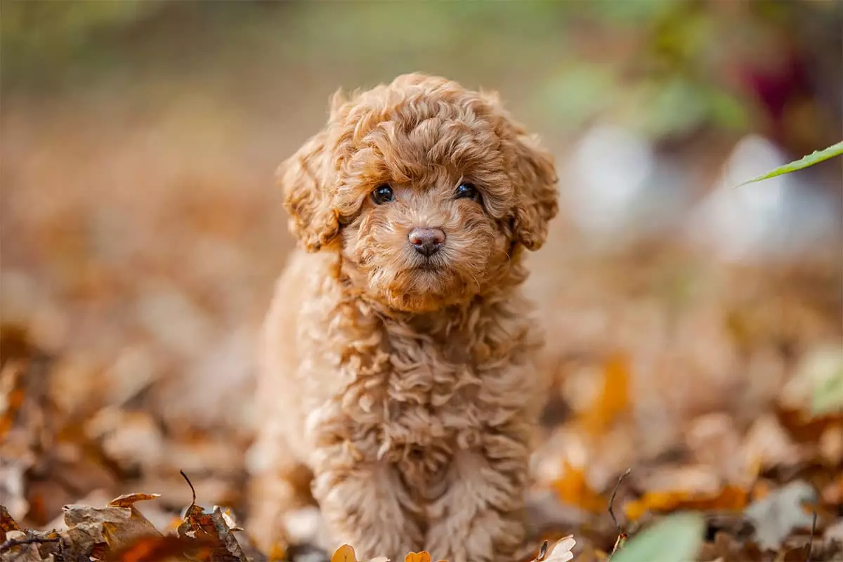 Cuddle-Ready Canines: Discover the Most Adorable Dog Breeds